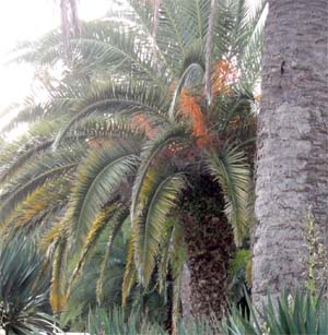 Пальмы Абхазии