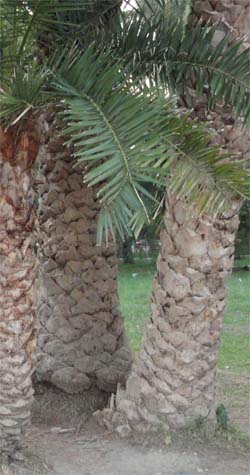 Абхазские пальмы